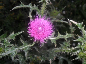 Flower, Leaf, green, teasel