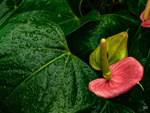 Leaf, drops, Anturium, green ones, Flowers