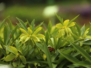 Green Hellebore, Flowers