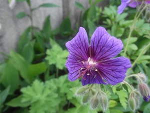 Violet, Geranium Magnificum, green, Colourfull Flowers