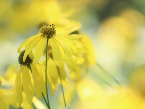 Flowers, Green-headed Coneflower, Yellow