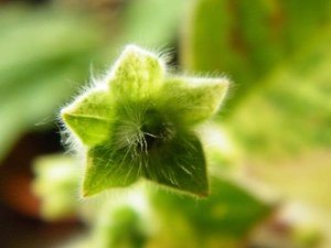 Kohleria, Green