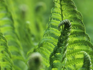 Leaf, fern, green ones