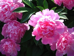 Leaf, Peonies, green ones