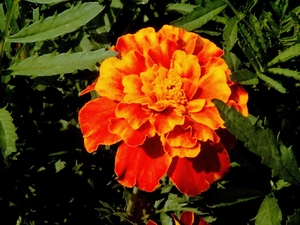 Leaf, Tagetes, green ones