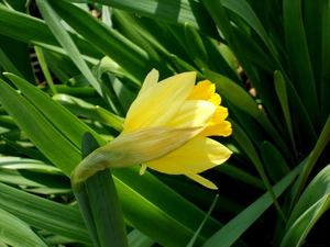 leaves, jonquil, green ones