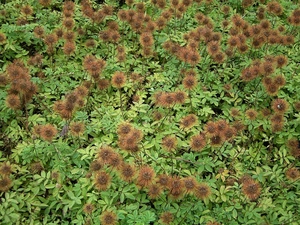 green ones, leaves