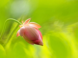 Colourfull Flowers, bud, Green Background, lotus