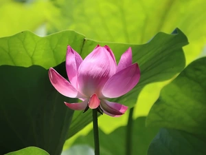 Colourfull Flowers, Leaf, green ones, lotus