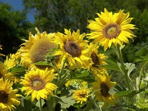 leaves, Nice sunflowers, green ones