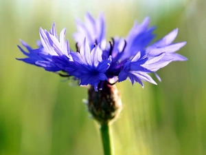 blue, green ones, background, Chaber