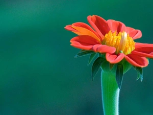 Red, green ones, background, Flower