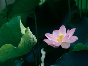 Pink, green ones, Leaf, lotus