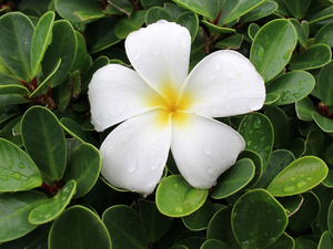 Leaf, drops, Plumeria, green ones, Colourfull Flowers