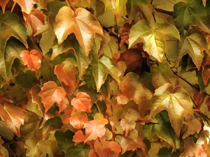 ivy, autumn, Alberto Guillen, Leaf, picture
