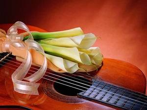 bouquet, Kali, Guitar, white