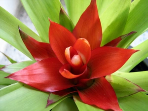 guzmania