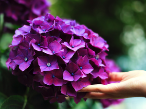 hand, Violet, hydrangea