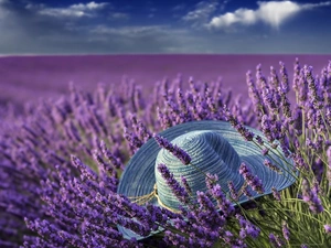 Hat, Field, lavender