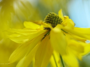 Colourfull Flowers, Green-headed Coneflower, Yellow