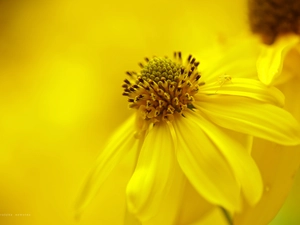 Colourfull Flowers, Green-headed Coneflower, Yellow