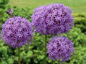 Three, purple, decorated, heads
