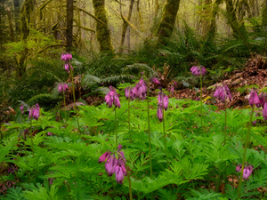 viewes, forest, Bleeding Heart, fern, Flowers, trees