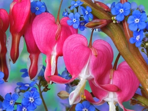Bleeding Heart, Blue-eyed-Mary