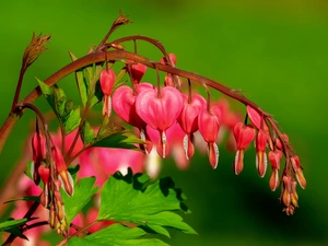 Colourfull Flowers, Bleeding Heart