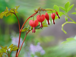 leaves, Flowers, Bleeding Heart