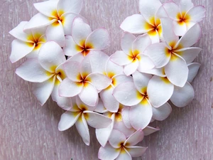 Heart, Flowers, Plumeria