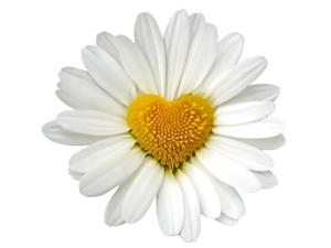 Heart, daisy, Yellow