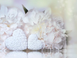 Flowers, Peonies, White, hearts, Two cars