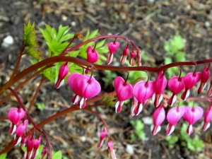 Flowers, Pink, Leaf, hearts