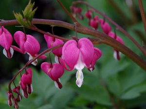 hearts, Purple, Flowers