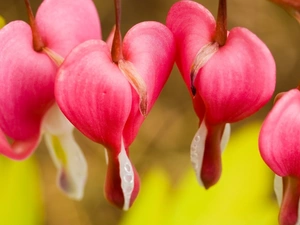 hearts, Flowers, Pink