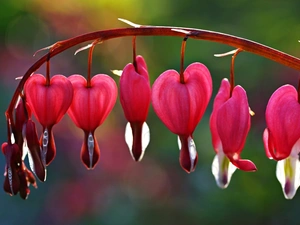 hearts, twig, Pink