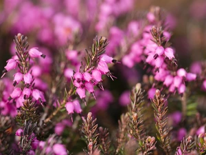 Heath, Flowers, purple