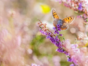 butterfly, Flowers, heather, American Copper