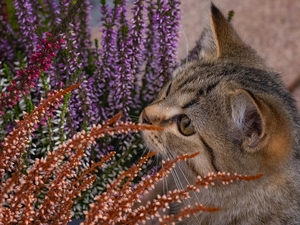 heather, gazing, cat