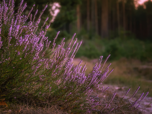 heather, cluster