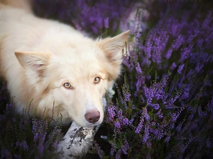 heather, Border Collie