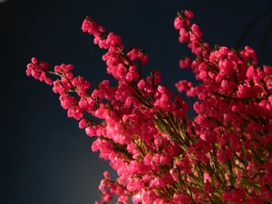 flower, heather