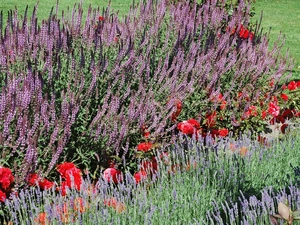 Flowers, heather