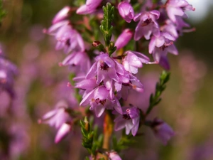 lilac, heather