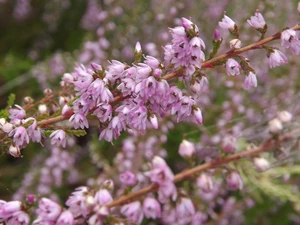 lilac, heather