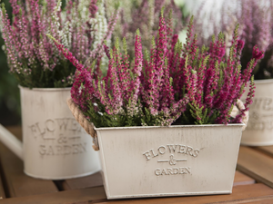 heather, ornamental, Pots