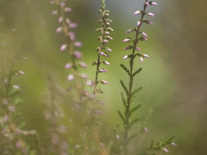 Twigs, Violet, Heather ordinary