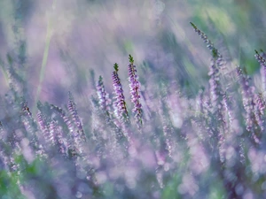 blurry background, Flowers, heathers