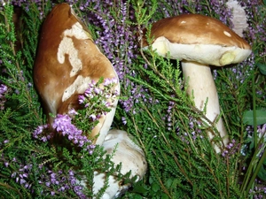 boletus, heathers